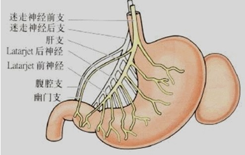 胃和十二指肠的解剖指导