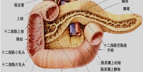 胃和十二指肠的解剖指导