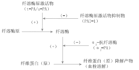 2021年臨床執(zhí)業(yè)醫(yī)師考試《生理學(xué)》復(fù)習(xí)知識點(diǎn)(6).png